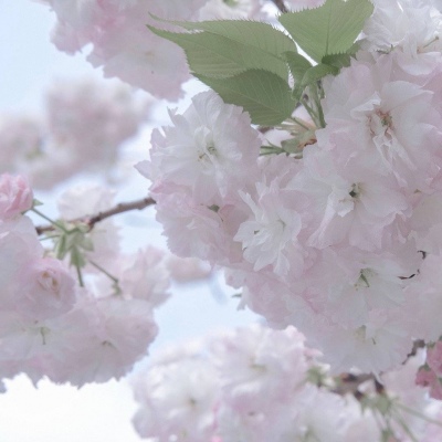 原创兽设世界观构建福瑞交流群